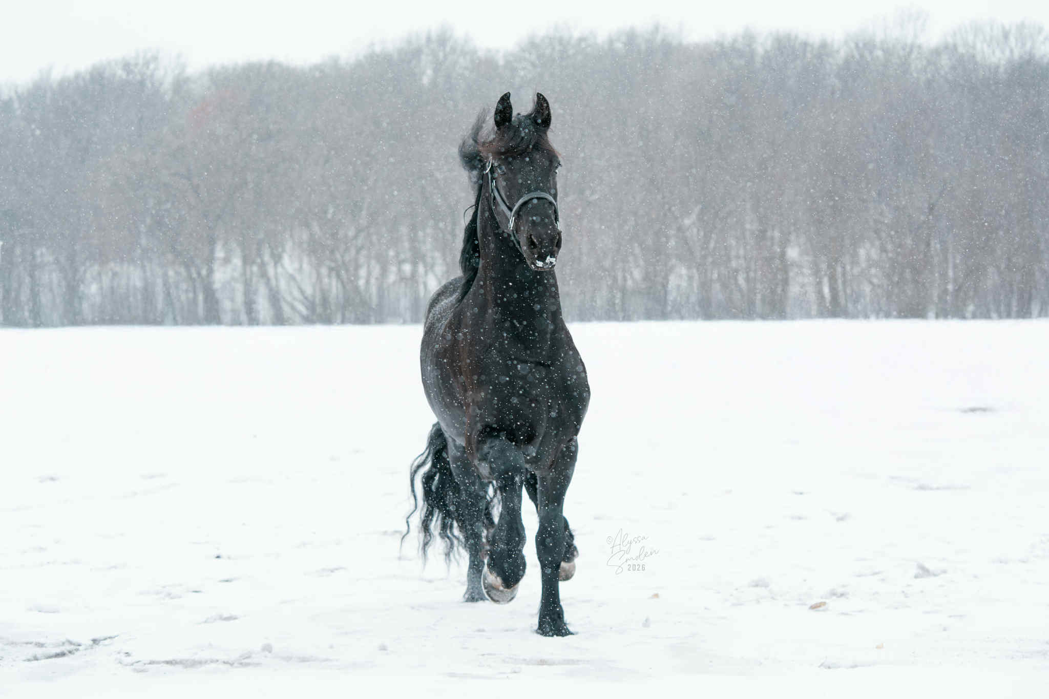 Horse at Vanguard Stables