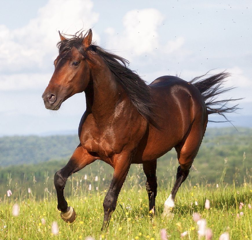 Horse at Vanguard Stables