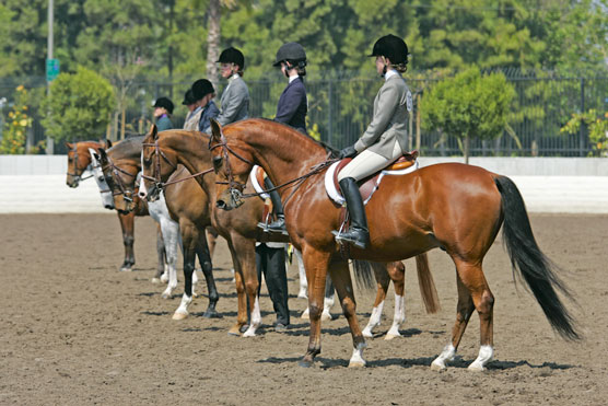 Horse at Vanguard Stables
