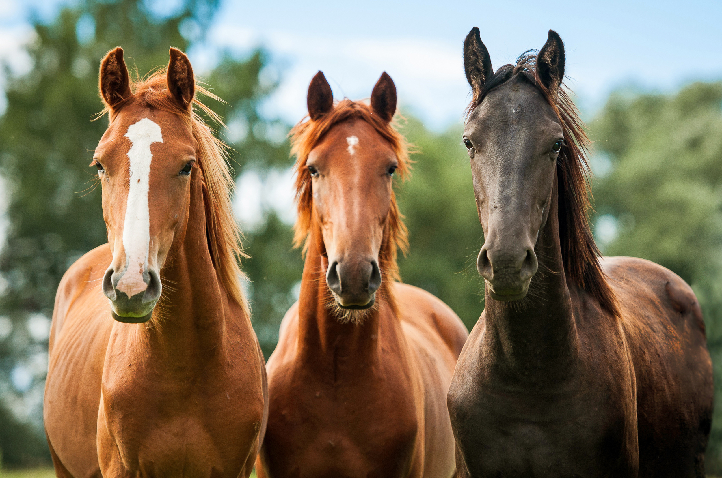 Horse at Vanguard Stables